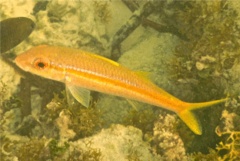 Goatfish - Yellow Goatfish - Mulloidichthys martinicus