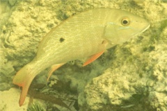 Snappers - Mutton Snapper - Lutjanus analis