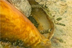 Sea Snails - Queen Conch - Strombus gigas