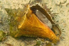 Sea Snails - Queen Conch - Strombus gigas