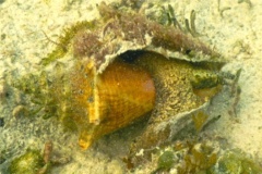 Sea Snails - Queen Conch - Strombus gigas