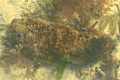 Sea Cucumbers - Florida Sea Cucumber - Holothuria floridana