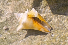 Sea Snails - Queen Conch - Strombus gigas