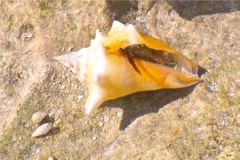 Sea Snails - Queen Conch - Strombus gigas