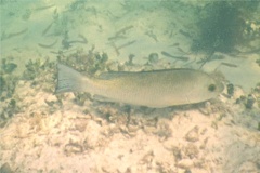 Snappers - Gray Snapper - Lutjanus griseus