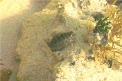 Blennies - Rosy Blenny - Malacoctenus macropus