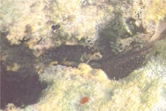 Blennies - Rosy Blenny - Malacoctenus macropus