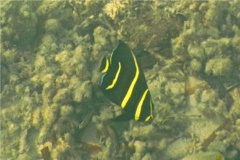 Angelfish - Gray Angelfish - Pomacanthus arcuatus