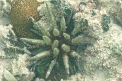 Sea Urchins - Slate Pencil Sea Urchin - Eucidaris tribuloides