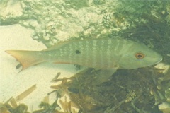 Snappers - Mutton Snapper - Lutjanus analis