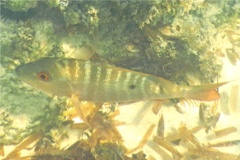 Snappers - Mutton Snapper - Lutjanus analis