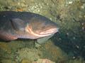 Cods - Southern Bastard Codling - Pseudophycis barbata