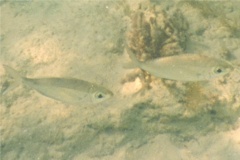 Mojarras - Slender mojarra - Eucinostomus jonesi