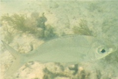 Mojarras - Slender mojarra - Eucinostomus jonesi