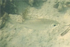 Mojarras - Slender mojarra - Eucinostomus jonesi