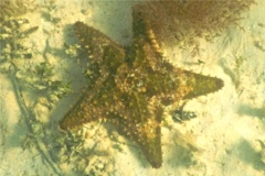 Starfish - Cushion Sea Star - Oreaster reticulatus