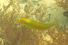 Wrasse - Blackear Wrasse - Halichoeres poeyi