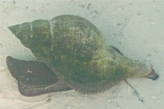 Sea Snails - Tulip Snail - Fasciolaria tulipa