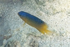 Damselfish - Beaugregory Damselfish - Stegastes leucostictus