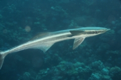 Remoras - Live sharksucker(Striped Remora) - Echeneis naucrates