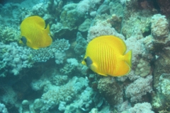 Butterflyfish - Masked Butterflyfish - Chaetodon semilarvatus