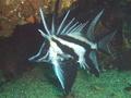 Armorheads - Longsnout Boarfish - Pentaceropsis recurvirostris