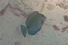 Surgeonfish - Doctorfish - Acanthurus chirurgus