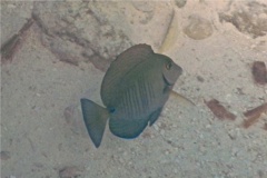 Surgeonfish - Doctorfish - Acanthurus chirurgus