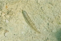 Wrasse - Slippery Dick - Halichoeres bivittatus