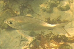 Mojarras - Slender mojarra - Eucinostomus jonesi