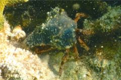 Crabs - Sponge Decorator Crab - Macrocoeloma trispinosum