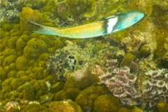 Wrasse - Bluehead Wrasse - Thalassoma bifasciatum