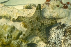 Starfish - Cushion Sea Star - Oreaster reticulatus