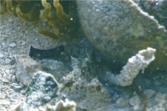 Blennies - Rosy Blenny - Malacoctenus macropus