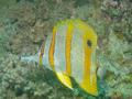 Butterflyfish - Copperband Butterflyfish - Chelmon rostratus