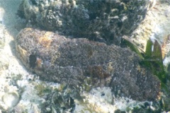 Sea Cucumbers - Florida Sea Cucumber - Holothuria floridana