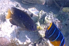 Damselfish - Beaugregory Damselfish - Stegastes leucostictus