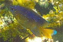 Damselfish - Beaugregory Damselfish - Stegastes leucostictus