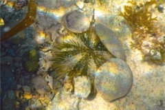 Sea Urchins - Variegated Sea Urchin - Lytechinus variegatus