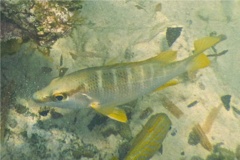 Snappers - Schoolmaster - Lutjanus apodus