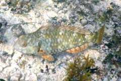 Parrotfish - Stoplight Parrotfish - Sparisoma viride