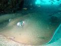 Stingrays - Jenkins Whipray - Himantura jenkinsii