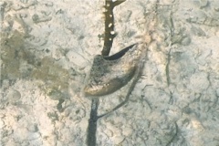 Bivalve Mollusc - Atlantic Wing Oyster - Pteria colymbus