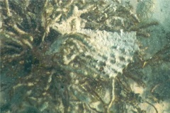 Bivalve Mollusc - Rigid Penshell - Atrina rigida