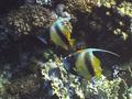 Butterflyfish - Red Sea Bannerfish - Heniochus intermedius