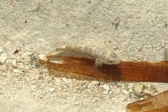 Gobies - Notchtongue Goby - Bathygobius curacoa