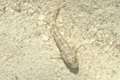 Gobies - Notchtongue Goby - Bathygobius curacoa