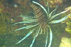 Lionfish - Common Lionfish - Pterois volitans