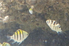 Damselfish - Night Sergeant - Abudefduf taurus