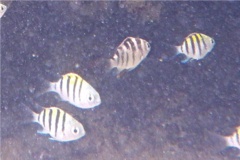 Damselfish - Night Sergeant - Abudefduf taurus